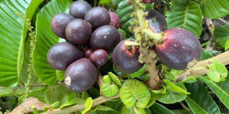 5 Manfaat Buah Matoa Bagi Kesehatan dan Kecantikan